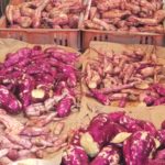 おいしいお芋、大収穫！